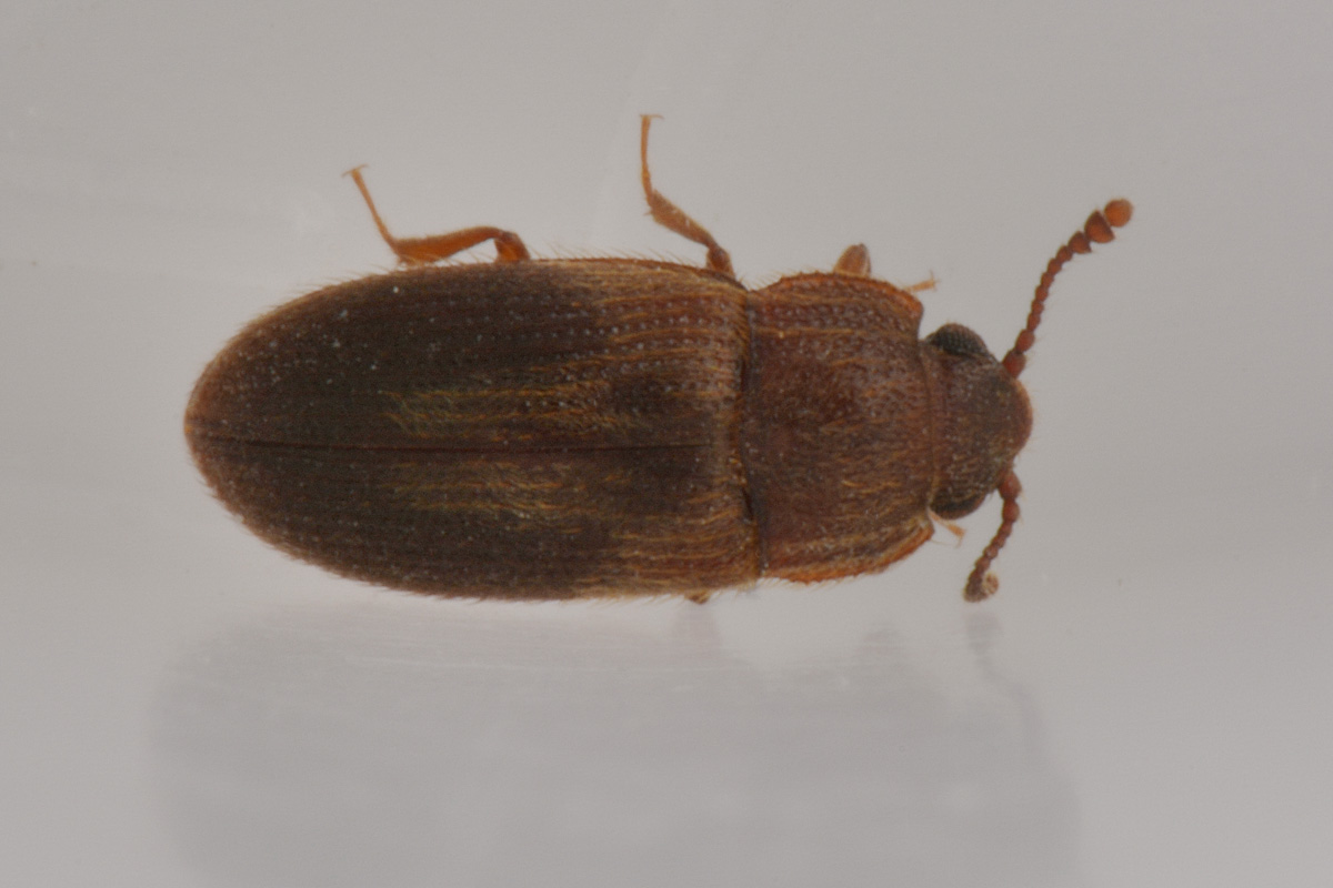 Biphyllidae: Diplocoelus sp?  S, Diplocoelus fagi